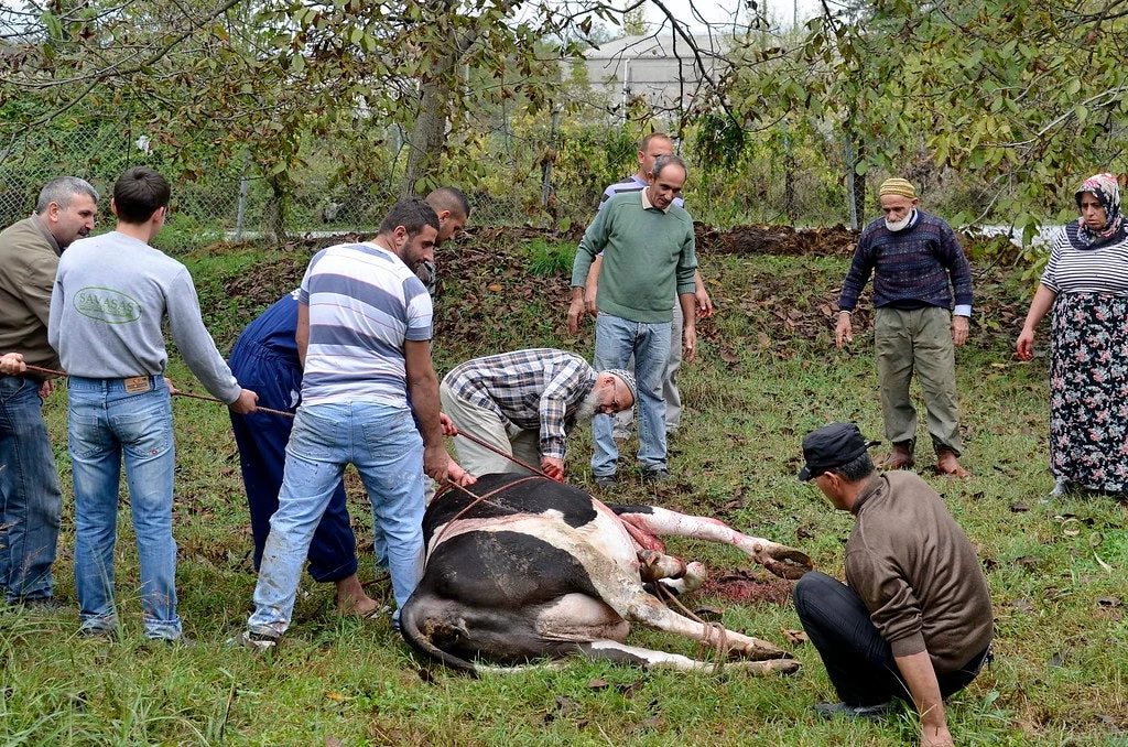 5.341 τραυματίες στην Τουρκία λόγω του Κουρμπάν Μπαϊράμ – Σκληρές εικόνες